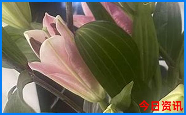 贵阳黄果树瀑布在哪里